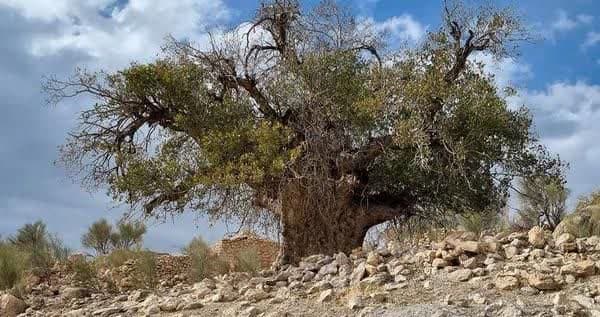 کشف بلندترین و قطورترین درخت بَنه ایران با ۲۷۰۰ سال عمر در استان فارس