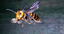 زنبور خرمایی که نیش آن کلیه و قلب انسان را از کار می اندازد