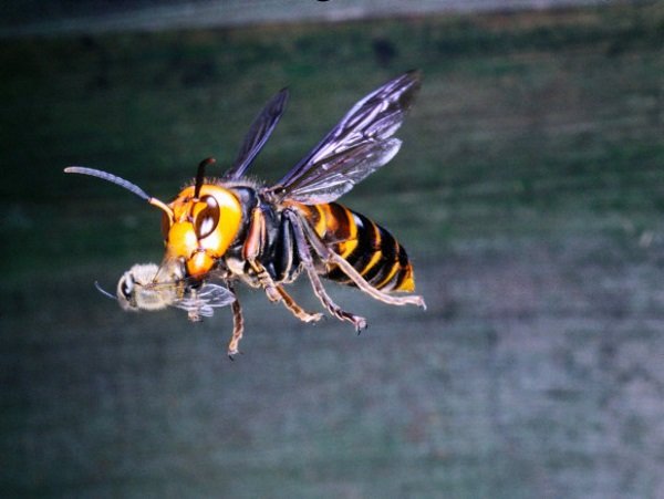 زنبور خرمایی که نیش آن کلیه و قلب انسان را از کار می اندازد