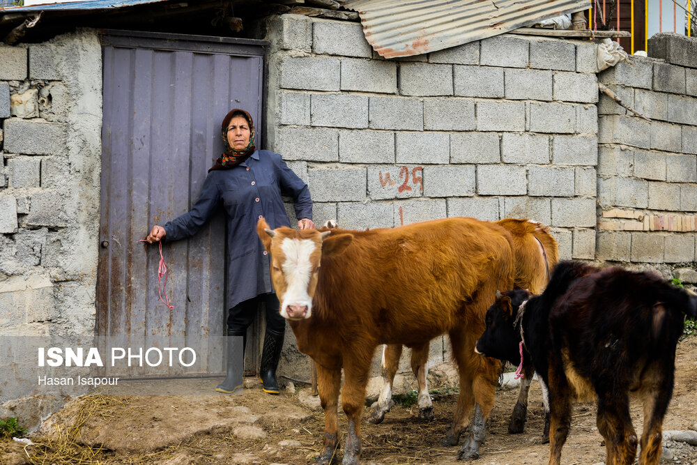 تصاویری از زندگی روستایی در لفور سوادکوه