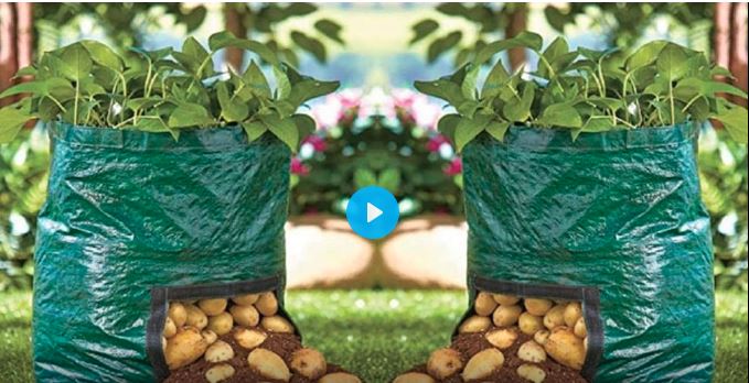 روش کاشت سیب زمینی در گلدان که ۱۲ کیلو محصول می دهد(+ویدئو)