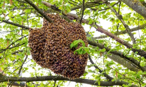 عسل تقلبی بلای جان زنبورداران ؛ مصرف کنندگان هم سردرگم هستند