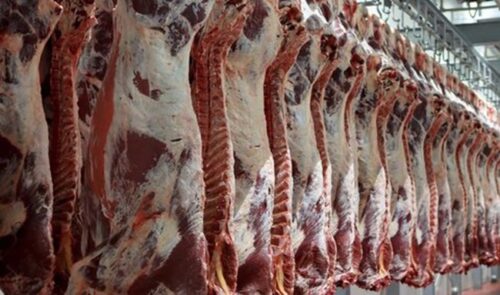 500 تن گوشت قرمز با نرخ دولتی در بوشهر توزیع می شود