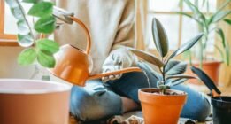 در این ۶ زمان هرگز نباید گیاهان آپارتمانی خود را آبیاری کنید