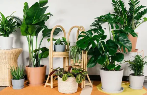 گیاهان آپارتمانی خوشبو