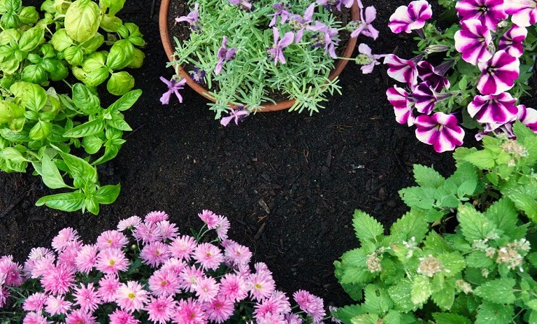 ۱۰ گیاهی که پشه ها را از خانه شما دور نگه می دارند