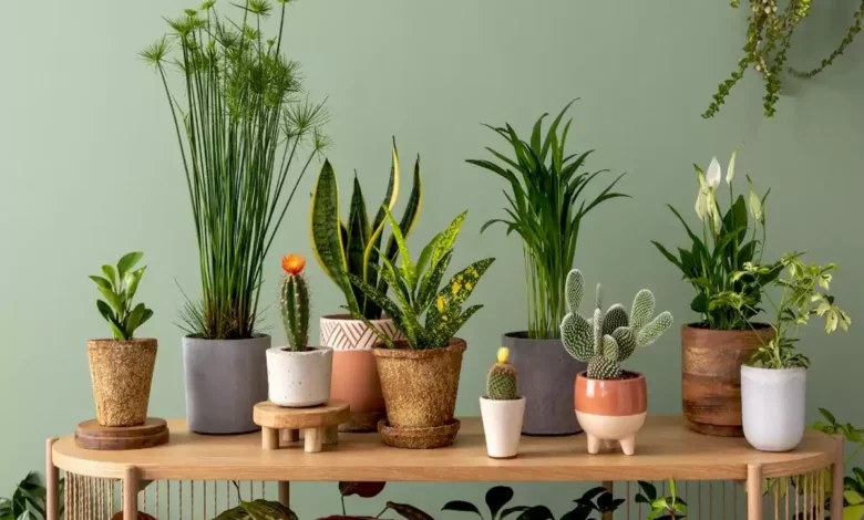 با ۱۰ علت اصلی پژمرده شدن گیاهان آپارتمانی آشنا شوید