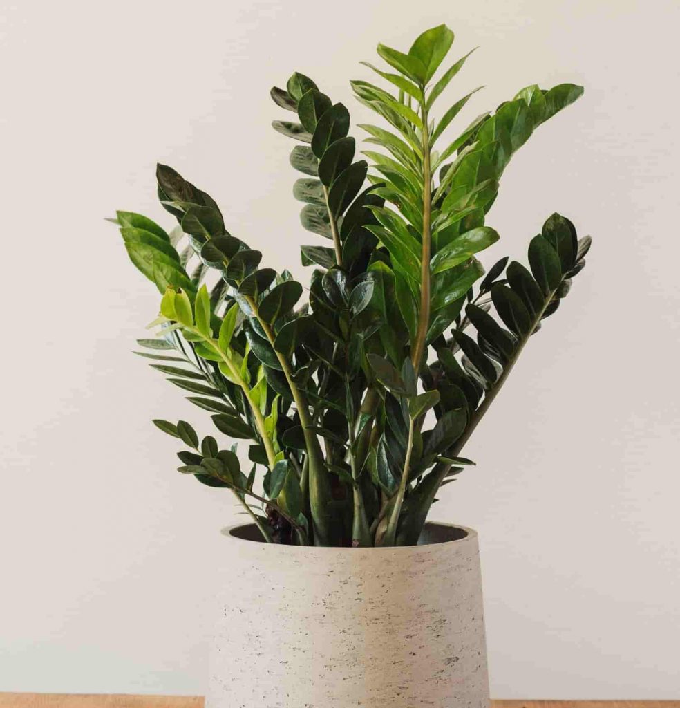 آشنایی با ۴ نوع از گونه های گیاه زاموفیلیا؛از زیباترین گیاهان آپارتمانی