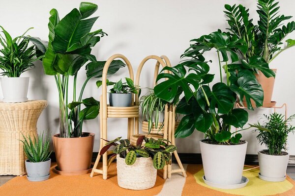 ۶ گیاه آپارتمانی که نگهداری از آنها استرس و اضطراب را از شما دور می کند