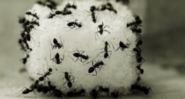 ۱۱ روش‌ طبیعی و ساده برای از بین بردن مورچه‌ها