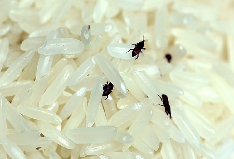 چگونه شپشک برنج را از بین ببریم؟ + شیوه پیشگیری