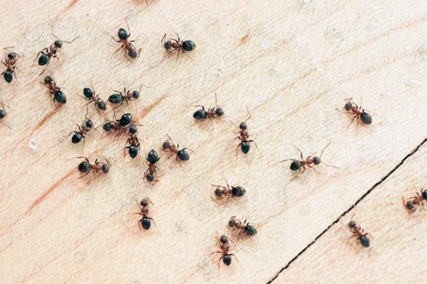 دفع مورچه از خونه