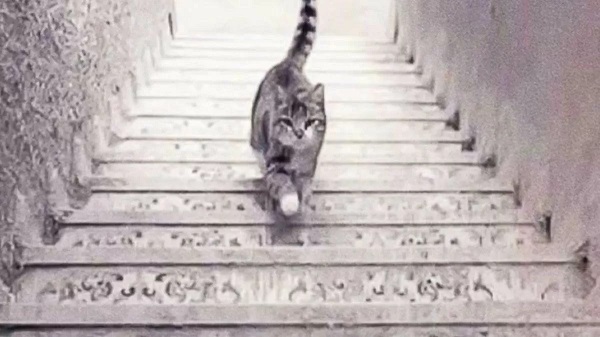 تست شخصیت جزئی‌نگری : از نظر شما گربه به پله بالایی می‌آید یا دارد به پایین گام می‌گذارد؟