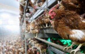 هشدار بهداشت جهانی در خصوص انتقال ویروس آنفولانزای مرغی از حیوان به انسان