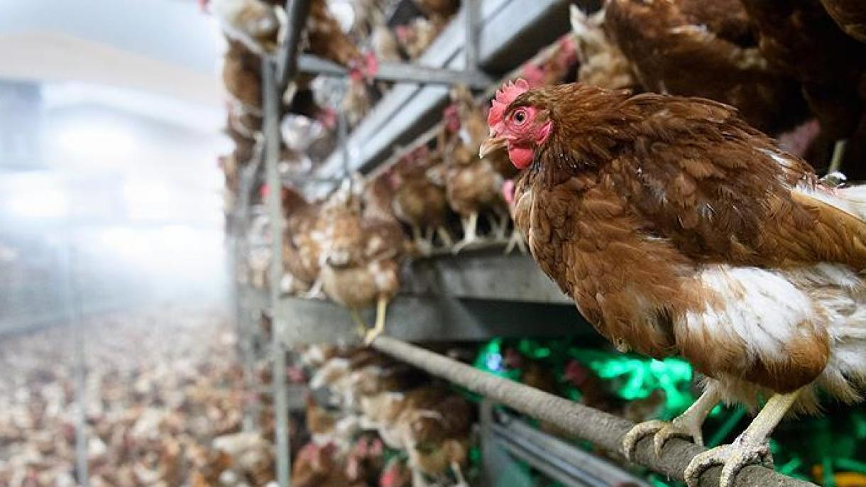 هشدار بهداشت جهانی در خصوص انتقال ویروس آنفولانزای مرغی از حیوان به انسان