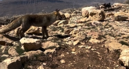 روباه قله دراک شیراز که برای خودش مشهور شده(+فیلم)