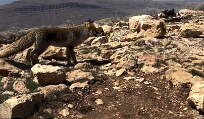 روباه قله دراک شیراز که برای خودش مشهور شده(+فیلم)