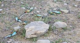 کشتار بیرحمانه پرندگان سبزقبا در منطقه ممنوعه کوه سیاه  ارسنجان