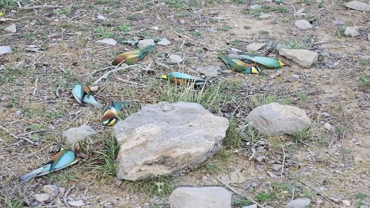 کشتار بیرحمانه پرندگان سبزقبا در منطقه ممنوعه کوه سیاه  ارسنجان