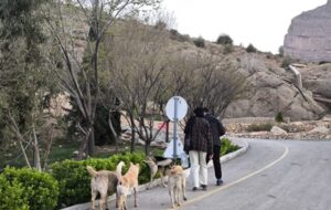 چرا اینقدر سگ های ولگرد در شیراز زیاد شده اند؟