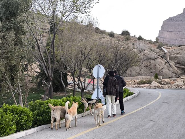 سگ پارک آبشار گلستان شیراز 2