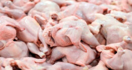 ماهانه باید۲۰ هزار تن مرغ از سطح بازار جمع آوری شود/ مردم مرغ هم نمی خورند؟