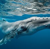 دانشمندان بالاخره موفق به صحبت با یک نهنگ شده‌اند