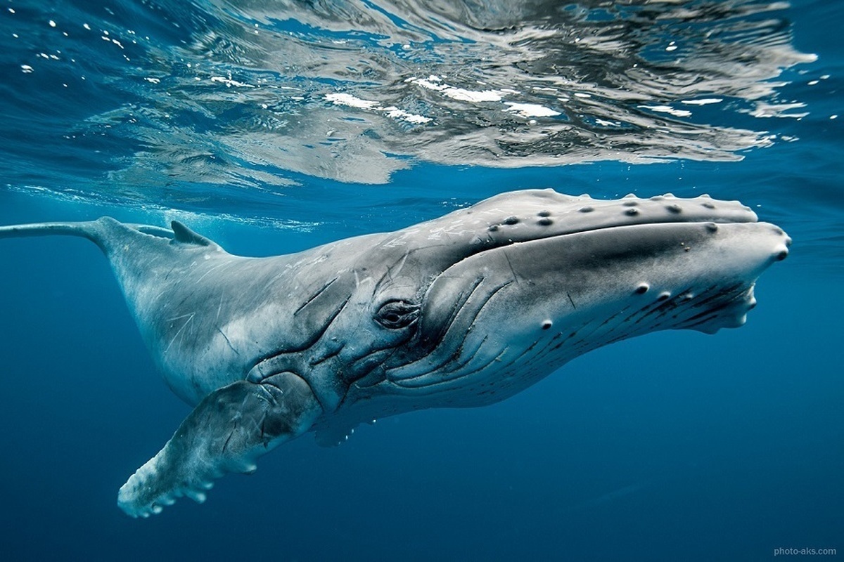 دانشمندان بالاخره موفق به صحبت با یک نهنگ شده‌اند