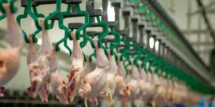 محکومیت ۷۲ میلیارد تومانی یک کشتارگاه بعلت گرانفروشی مرغ