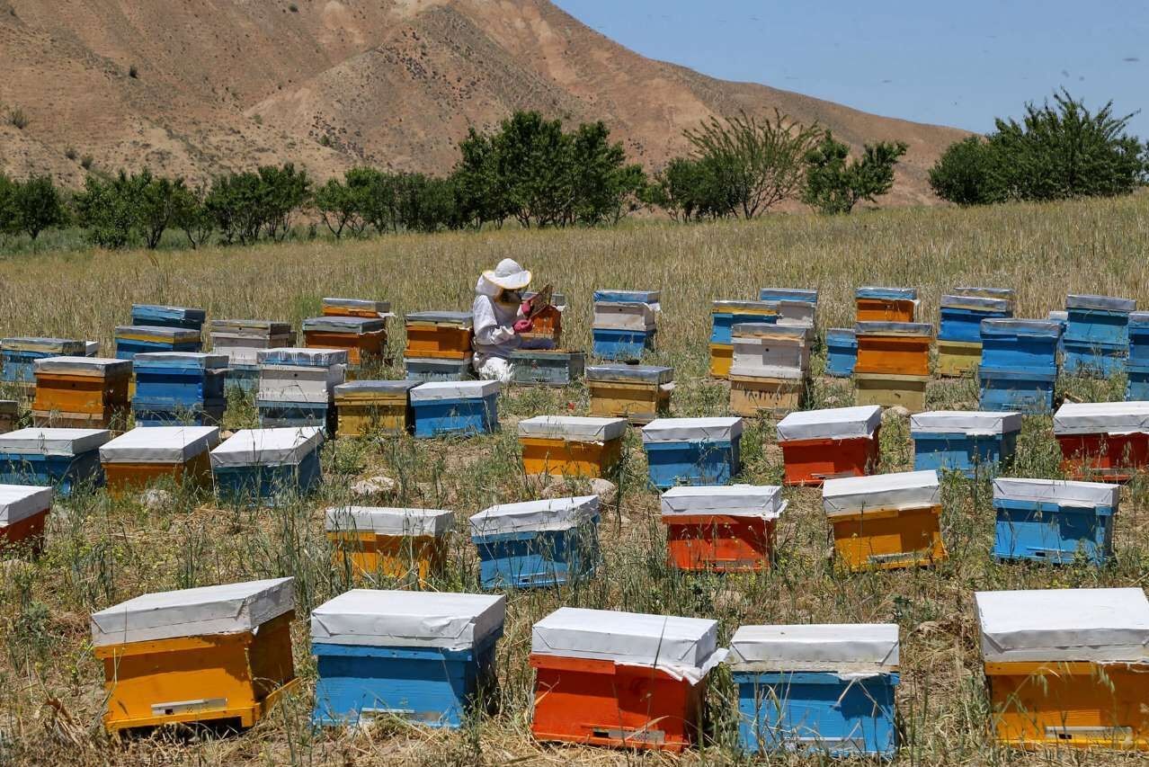 تولید سالانه ۱۲ هزار و ۵۰۰ تن عسل در استان فارس