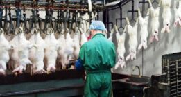 فرآیند برش و بسته بندی گوشت خرگوش را در یک کارخانه مدرن(+ویدئو)