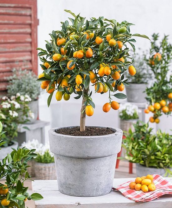 ۱۳ درخت میوه ای که می توانید به راحتی در گلدان بکارید