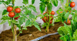 ۱۲ نکته مهمی که برای کاشت و پرورش گوجه فرنگی در خانه به دردتان می خورد