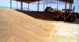 خبر مهم برای گندمکاران: قیمت دقیق گندم اعلام شد + جزییات