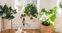 ۳ گیاه زیبای باغی که به خوبی می توانید در آپارتمان پرورش دهید