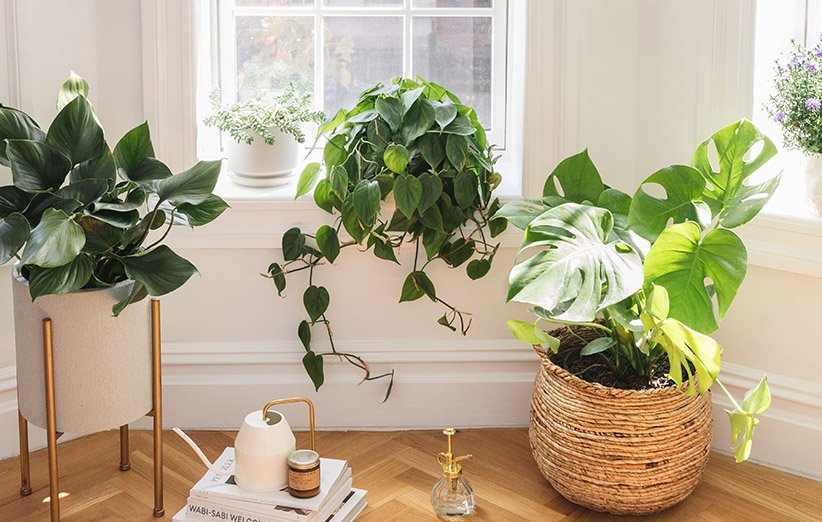 ۳ گیاه زیبای باغی که به خوبی می توانید در آپارتمان پرورش دهید
