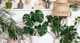 ۱۰ نکته مهم مراقبتی گیاهان آپارتمانی در فصل گرما