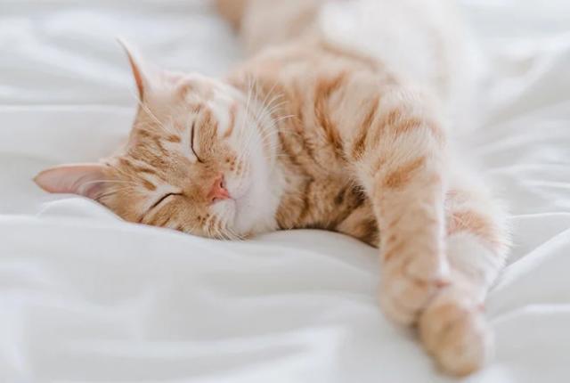 دیدن گربه در خواب چه تعبیری دارد؟