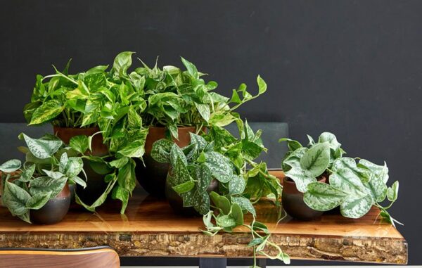 نکات نگهداری گیاهان آپارتمانی در فصل گرما