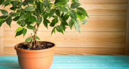 ۵ علت اصلی ریزش برگ‌های گیاه بنجامین