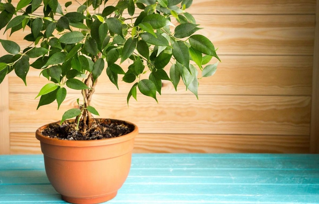 ۵ علت اصلی ریزش برگ‌های گیاه بنجامین