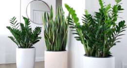 نکات اولیه نگهداری هر نوع گیاه آپارتمانی که باید بدانید
