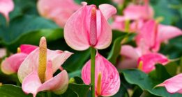 علت تغییر رنگ دادن گل آنتوریوم چیست؟