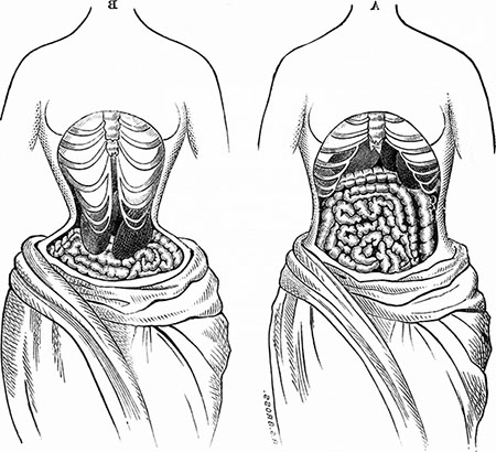 corset organs