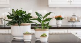 معرفی ۱۳ گیاه زیبای آپارتمانی که مناسب نگهداری در آشپزخانه هستند