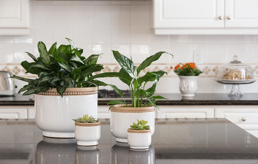 معرفی ۱۳ گیاه زیبای آپارتمانی که مناسب نگهداری در آشپزخانه هستند