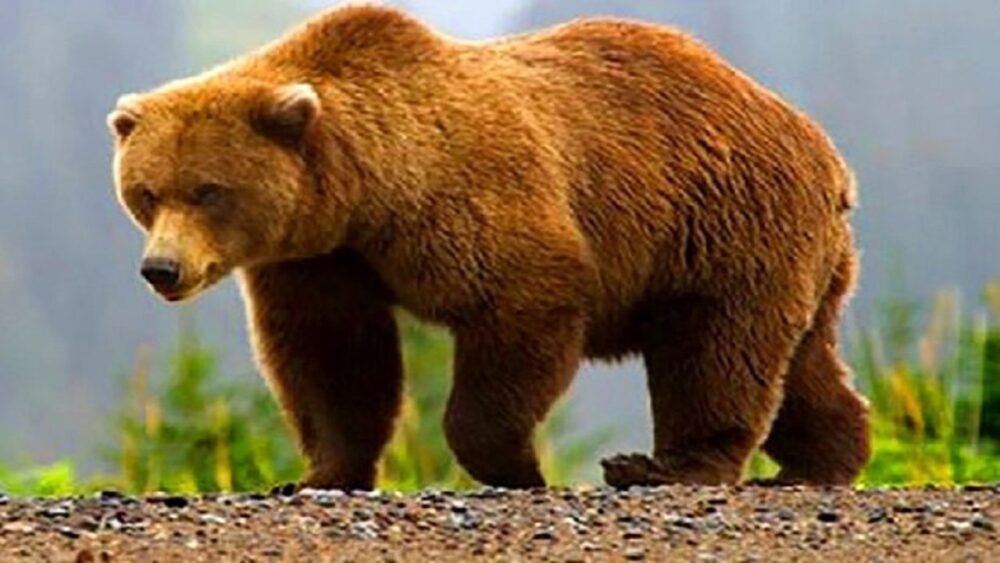خرس وحشی به همراه ۲ توله اش در کوه‌های اقلید (+ویدئو)