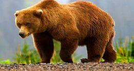 خرس وحشی به همراه ۲ توله اش در کوه‌های اقلید (+ویدئو)