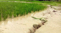 سیل به زیر بخش‌های کشاورزی استان فارس ۴۸ هزار میلیارد ریال خسارت زد
