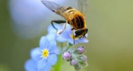 تست هوش و بینایی: زنبور پنهان را در کمتر از ۱۰ ثانیه پیدا کنید